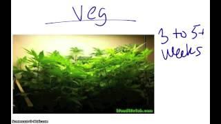 Growing Marijuana Indoors- A Beginners Guide