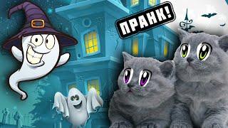 33 Котёнка - СМЕШНОЙ РОЗЫГРЫШ КОТЯТ ПРИВИДЕНИЯ ПРАНКАНУЛИ! 33 Kotenka - KITTENS PRANKED BY GHOSTS