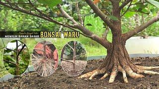 Beginners Must Know How to Choose Basic Materials for Waru Bonsai