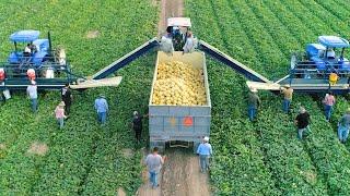 Kako američki farmeri ubiru tisuće tona voća i povrća #2