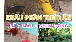 Khẩu Phần Thức Ăn Cho Chim Công - Trĩ 7 Màu| Kỹ Thuật Nuôi Chim Công & Trĩ 7 Màu