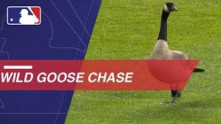 Goose flies into scoreboard at Comerica Park