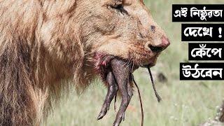 হাইনার এমন দুর্দশা জীবনের প্রথমবার দেখবেন | Top10 hyenas fight moment | Odvut Knowledge