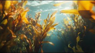 Tranquil Ocean Underwater  Relaxing Sounds for Meditation, Sleep & Stress Relief 