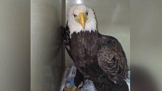 Education center workers find injured eagle