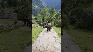 "Who Let the Buffalo Out?  | Epic Annapurna Trekking Adventure!"