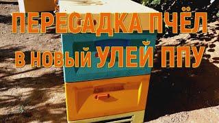 Переселяю пчелосемью в улей ППУ. Для вывода маток весной