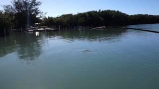 Tarpon Fishing in Puerto Rico (Cabo Rojo, PR)