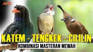 KAPAS TEMBAK - TENGKEK BUTO - CILILIN