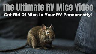 The Best Methods To Get Rid Of Mice In Your RV Quickly And Permanently