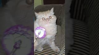 Cat’s Reaction to Receiving a Rose – So funny!