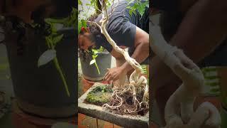 Swinging Krishna bonsai