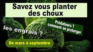 Savez vous planter des choux, un super légume !