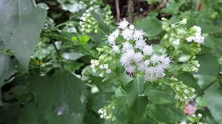 Capital Naturalist: White Snakeroot