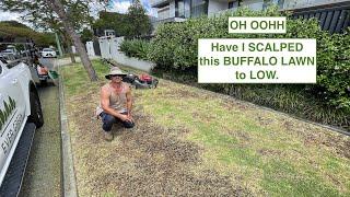 BUFFALO LAWN RENOVATION with tips. 1 week check up video to come.