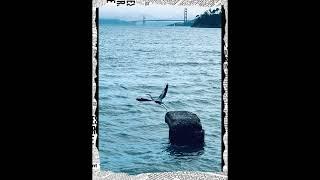 Tiburon、 Muir Beach 、Sausalito. 6/2/2024