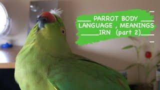 INDIAN RINGNECK PARROT Body language | Meanings  (Part 2)