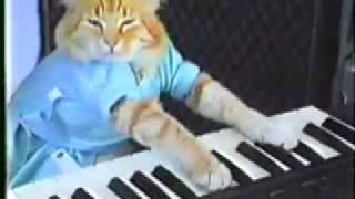 Кошак играет на пианино