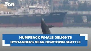 Humpback whale dazzles with breaches near downtown Seattle