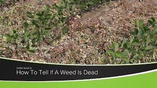 How To Tell If A Weed Is Dead