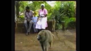 Monkeys of Nairobi, 1993