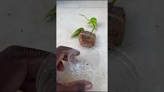 Use This and Propagate Any Plant Cutting #shorts #coconuthusks #pothosplant #pothos