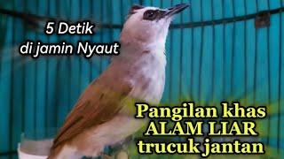 Banyak trucuk yang tadinya cuma diem jadi ikut gacor,berkat pangilan trucuk ini.