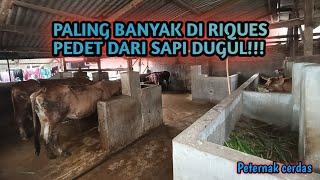 KELEBIHAN SAPI DUGUL YANG SANGAT LUAR BIASA | Jalan-Jalan Ke Kandang!!