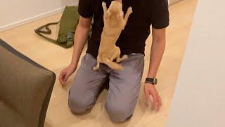 【初ドッキリ】いるはずのないパパが玄関にいたときのチワワの反応がこちら…！