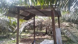 Cara mudah buat Pondok di Kebun/ gazebo Part 1