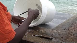 Spotlight on the Eastern Caribbean Flyingfish Fishery