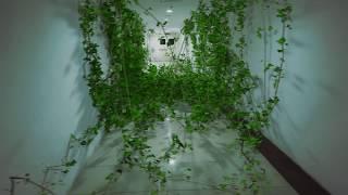 Ivy Growing on Corridor - VFX Scene Done With Cinema 4D and Ivy Generator Plugin