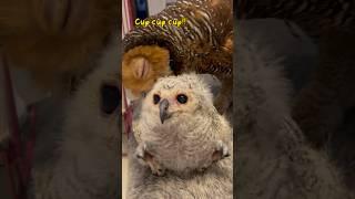 Dimarahin burung hantu gara gara ganggu adiknya! #burunghantu #owl #animalfunny #funny #animal