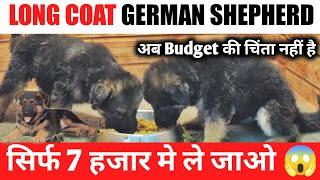 ₹.7000 मे Long coat german shepherd puppies | gsd puppies in low price