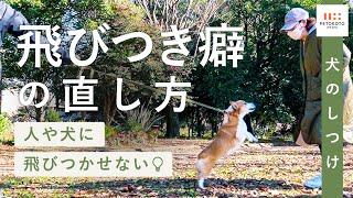 【犬の飛びつき癖】のやめさせ方をドッグトレーナーが解説！（犬のしつけ/犬の散歩/ドッグトレーニング/噛みつき/コーギー）