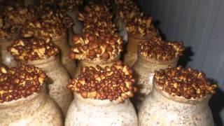 Mycopia - Forest Nameko time-lapse