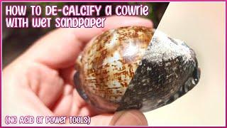 How To Remove Calcification from a Cowrie with Wet Sandpaper | NO Acid