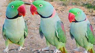 Mithu Parrot Natural Talking Sounds Ka