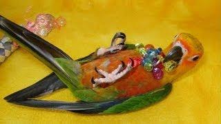 Hand Fed Baby Jenday Conures -- Jack Jack, #57, #58, and Skylar