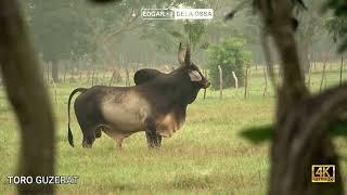 Toro Guzerat Bravo de la Ganadería la Juliana.