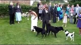 dog congratulates the bride