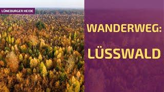 Wanderweg: Lüsswald, der Urwald | Lüneburger Heide