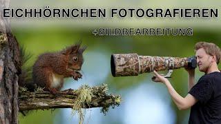 Eichhörnchen einfach fotografieren - Naturfotografie Tutorial inkl. Bildbearbeitung