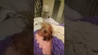 grumpy dog hates waking up