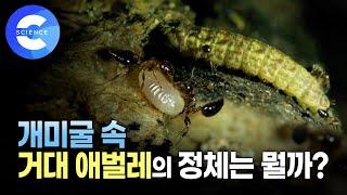 나무 안 개미굴에선 어떤 일이 벌어지고 있을까? | 신비한 곤충의 세계