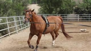 AJ's Story /// Horse Rescue /// Saving Horses, Inc.