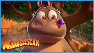 Babysitting is harder than it looks! | Compilation | DreamWorks Madagascar