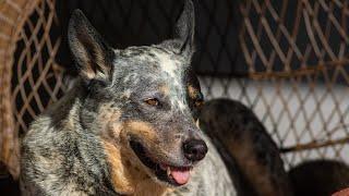 Understanding the Vocalizations of Australian Cattle Dogs