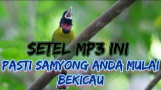 Putar MP3 ini ya...samyong kamu akan mulai berkicau