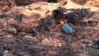 Bombardier Beetle (Carabidae: Brachinus) under Oak Log